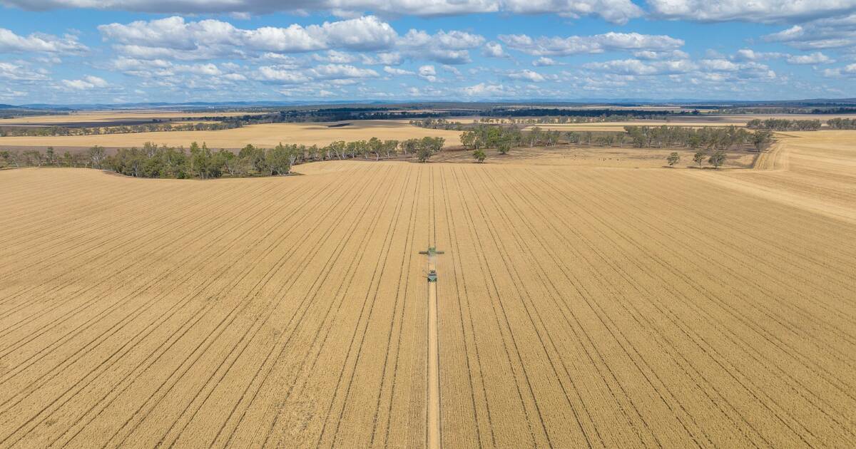 Deep black, self mulching clay soils deliver at Ellangowan | Video