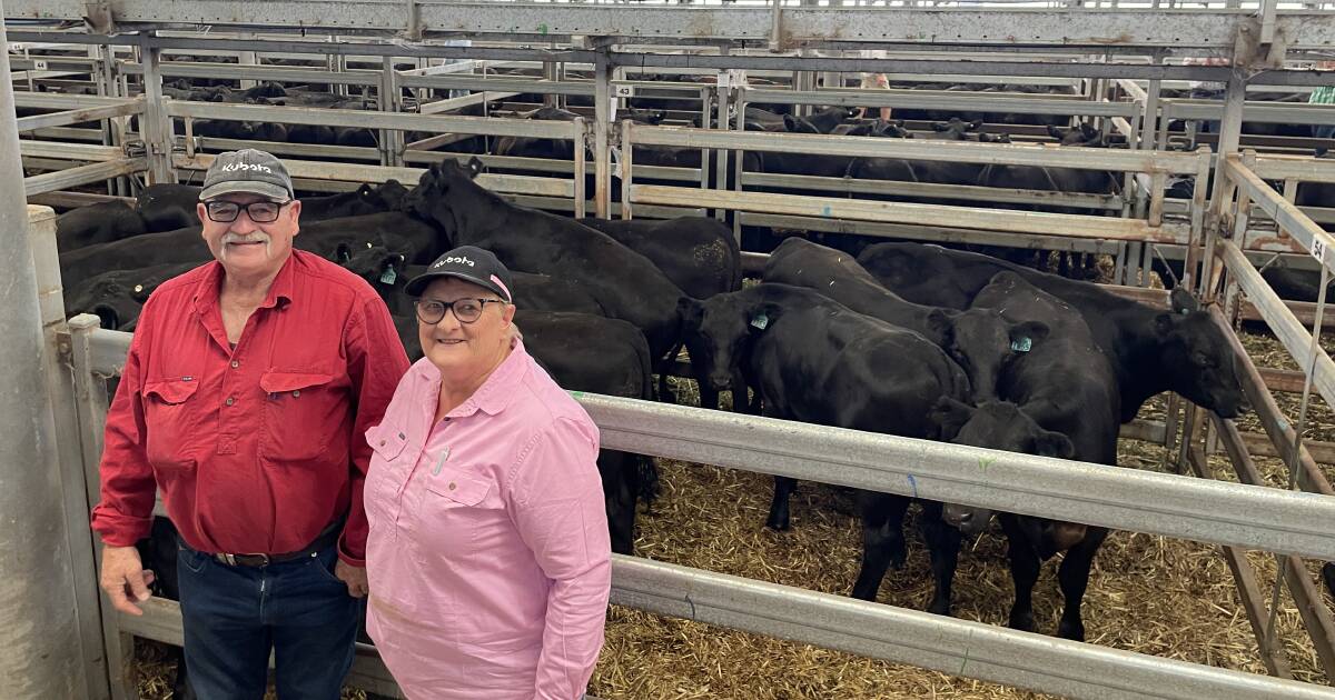 Widespread rain lifts cattle market confidence