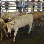 Cows and calves sell to $2200/unit at Toogoolawah