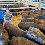 Fattening lambs sold to $150 at Deniliquin