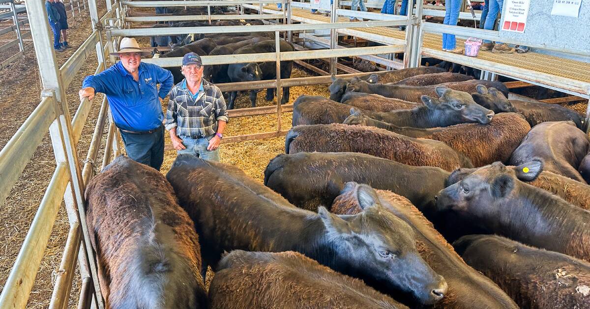 Cows with calves top at $2550 at Carcoar