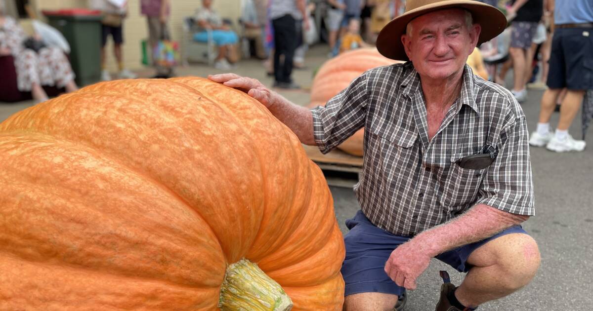 Giant pumpkins a credit to growers in a tricky season