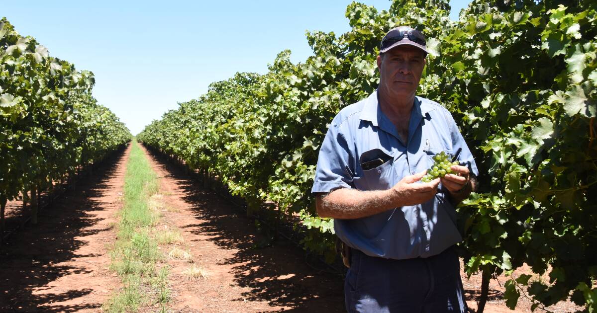 Weather blow for wine grape growers