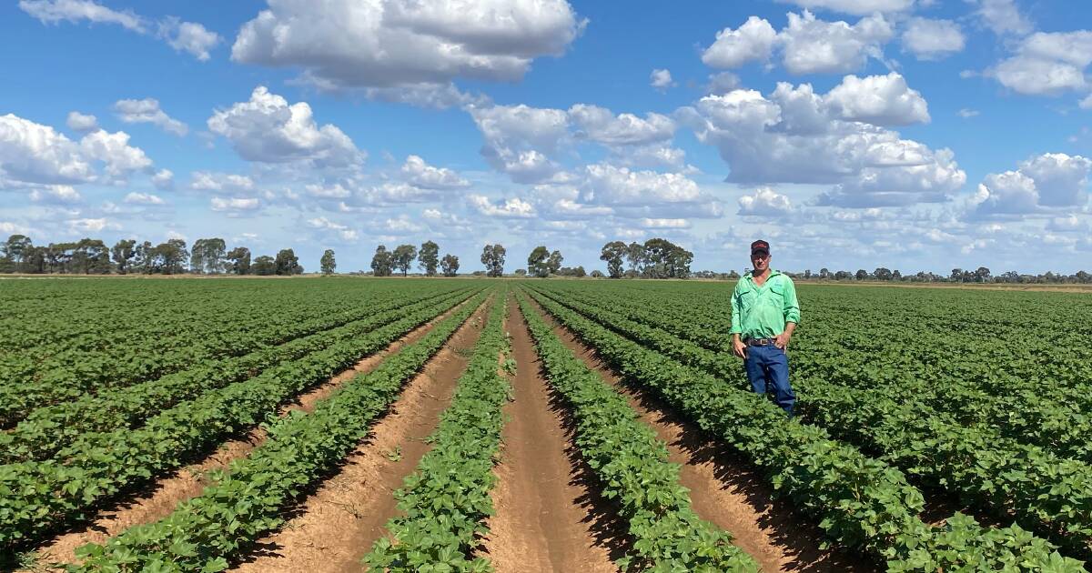 Cotton grower Lachie Danckert optimistic about 2023/24 crop | The Land