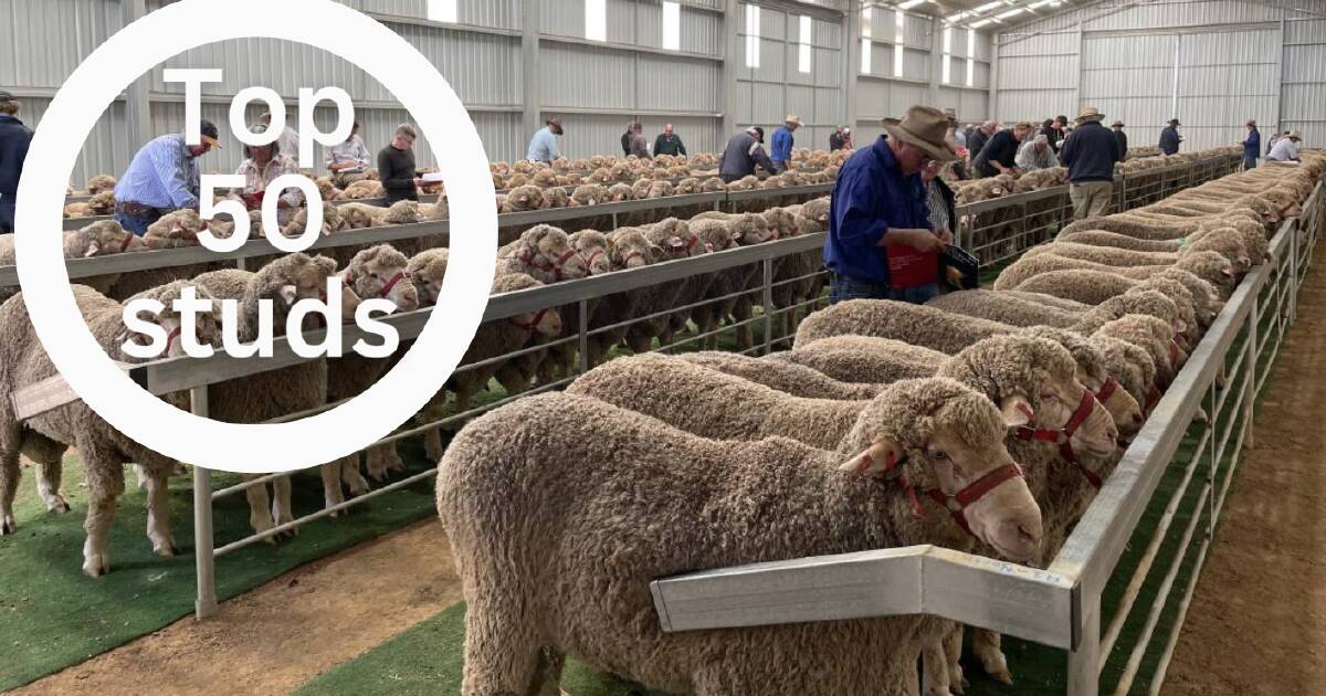 Revealed: Australia's top 50 Merino ram studs of 2023