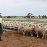 UK's flagging wool industry wants to copy Aussie success with finer wools