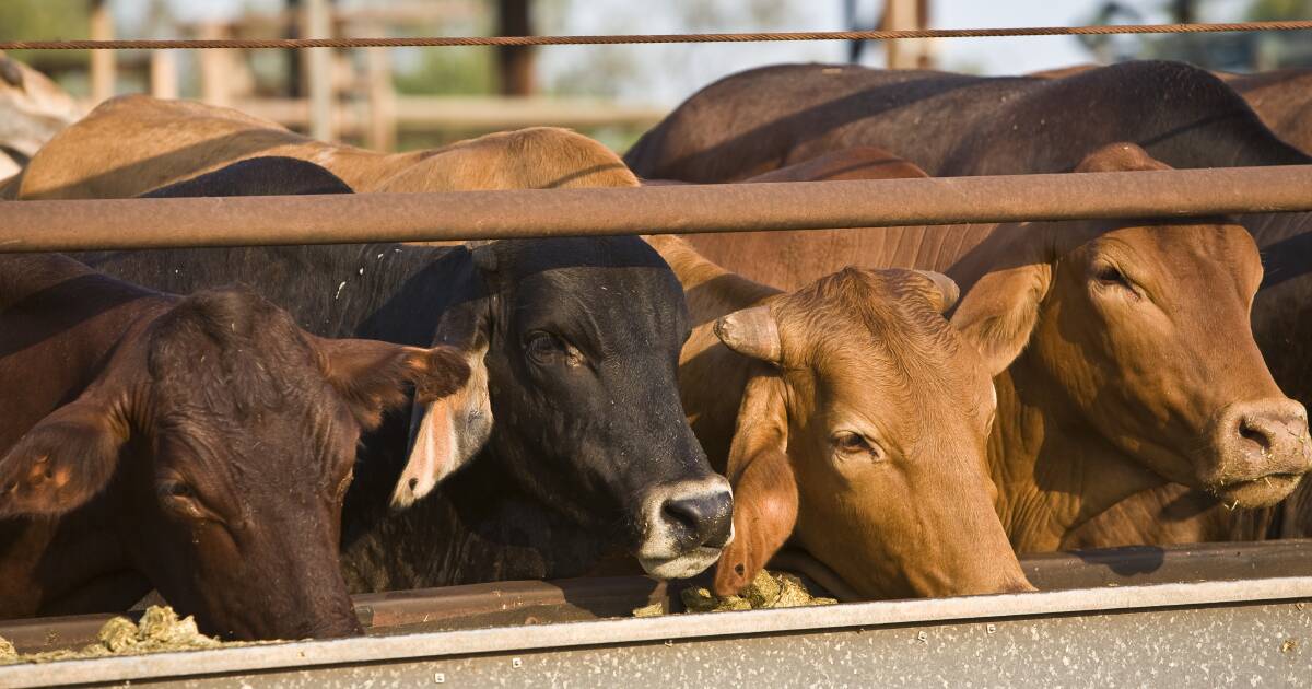 Qld feedlot deaths: 320 cattle succumb to heatwave over long weekend