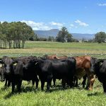 Dearer trend at Murgon