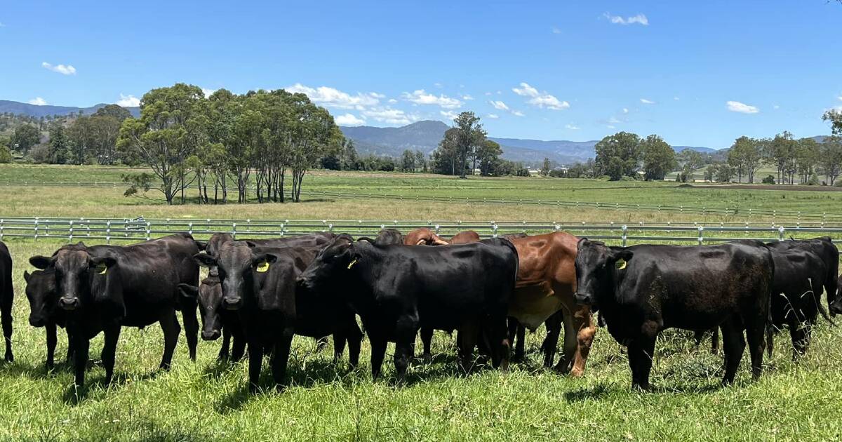 Inside the Wagyu station wanting to lift its marble scores even higher