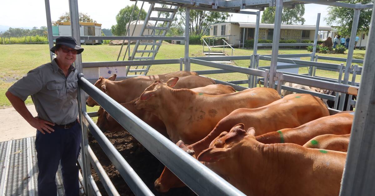 Droughtmaster steers hit $1640 at Beaudesert