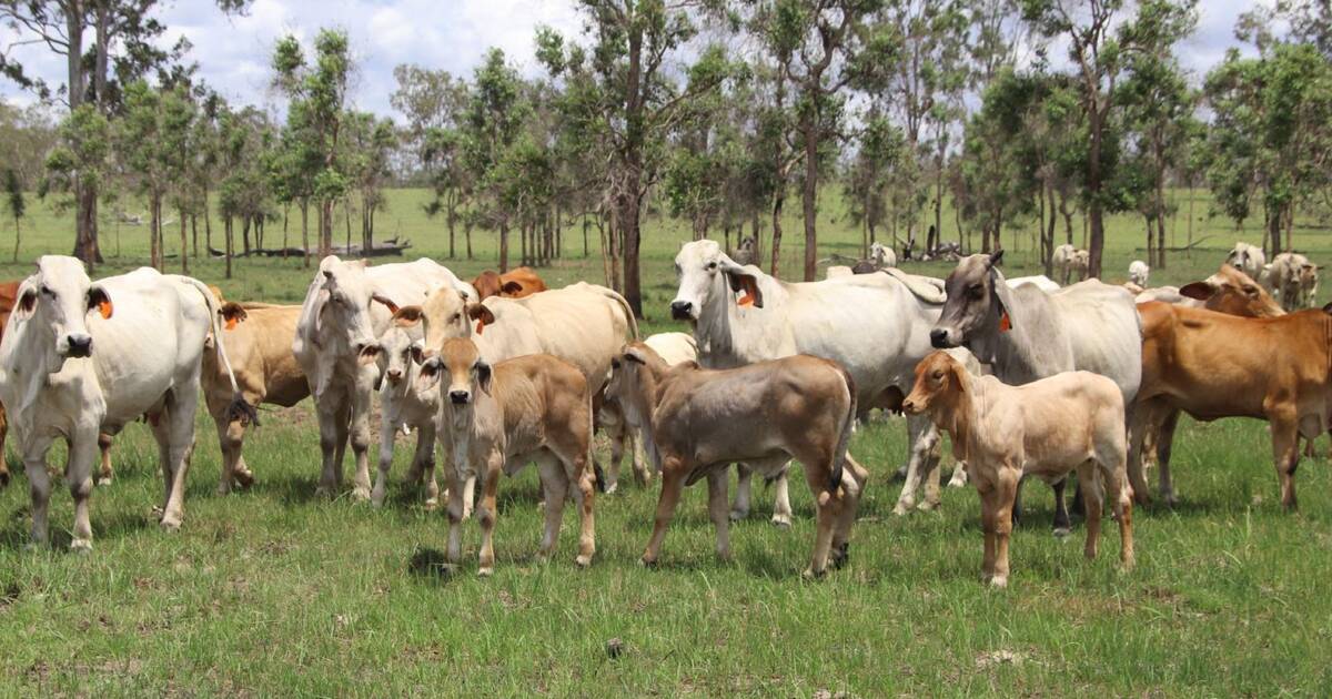 Well watered cattle country for $10,400 a breeder area | Video