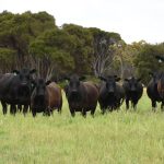 Nominations close soon for the Queensland Country Life Red Meat Achiever of the Year award