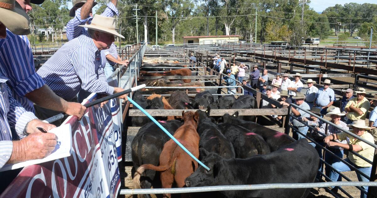 Gloucester cows with calves sell to $1240