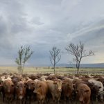 Entry deadline for Ekka's Paddock to Plate competition fast approaching