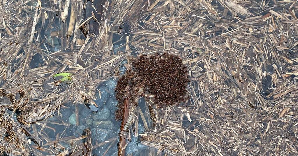 Spread of fire ants likely in the wet, warns Invasive Species Council