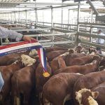 Feature lines attract repeat buyers at Wangaratta weaner sale