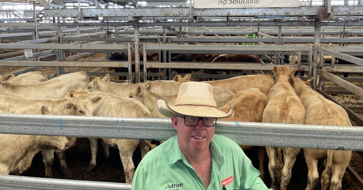 Rain revives northern buying interest at Wodonga weaner sales | The Land