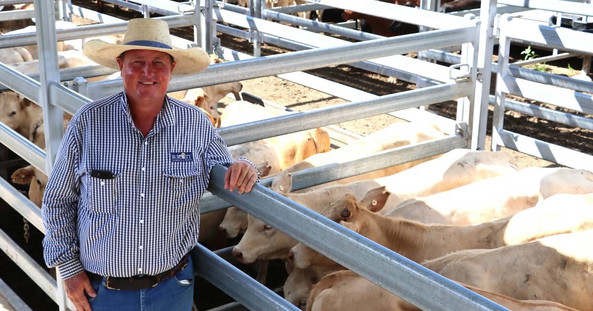 Weaner steers hit 452c at Biggenden