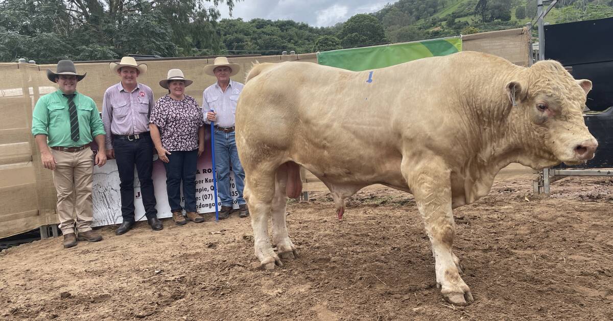 Kandanga Valley 'summer' bull sale tops $15,000 | Photos