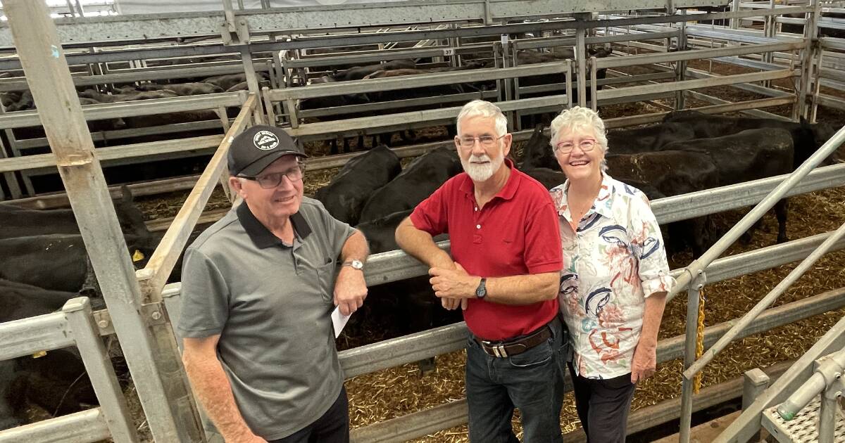 Solid start to 2024 cattle market at Wodonga weaner sales | January 2