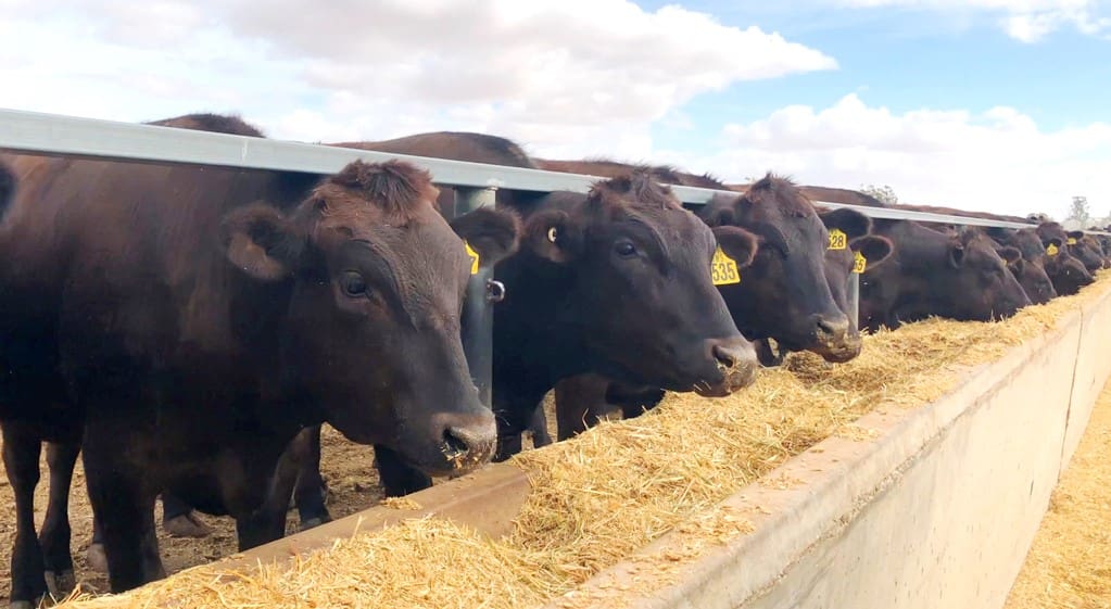 Widespread rain takes pressure off some key feedlot ration commodities