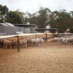 Rain starts to break through Darling Downs dome