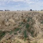 Northern and interstate buyers push NSW cattle prices higher