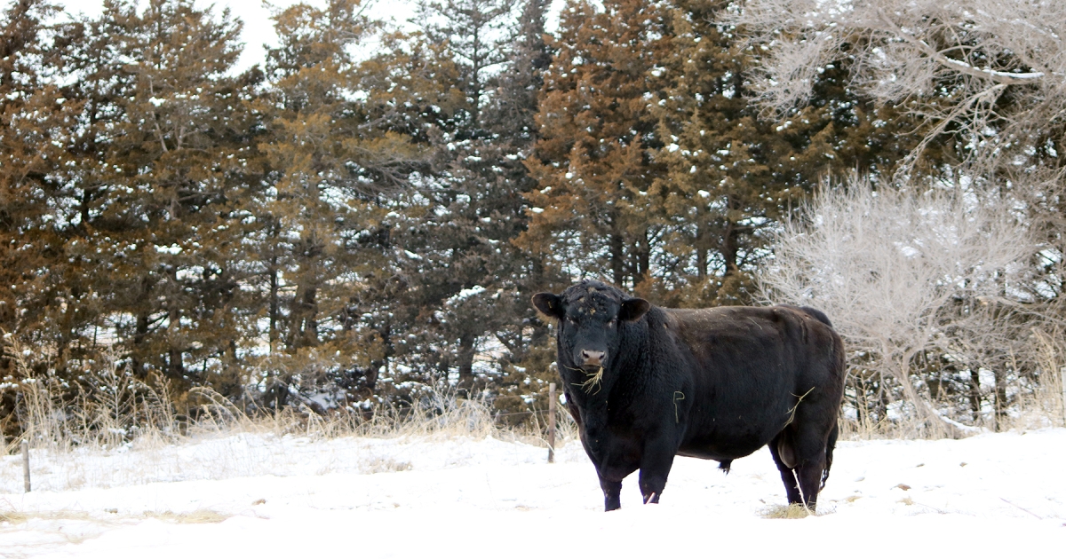 Winter weather challenges for bulls can affect breeding season