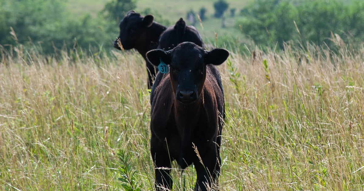 What do cattle and sheep have in common?