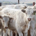 Market confidence reflected in yarding and prices at Moreton Saleyards