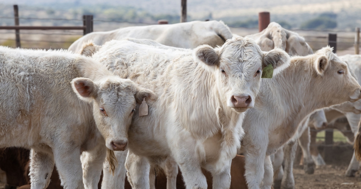 U.S. cattle inventory reaches 73 year low