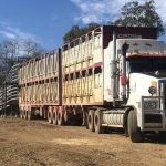 Graham Greenup keeping prime lamb competition alive for 40 years