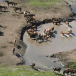 Beef Spectacular Feedback Trial 2024: Boco Pastoral breeding for tough conditions