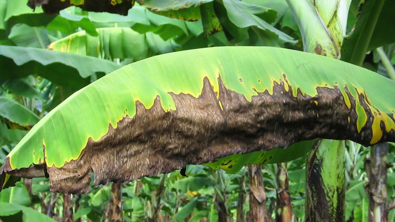 Major leaf spot diseases of banana – overview of leaf spot diseases and their impact