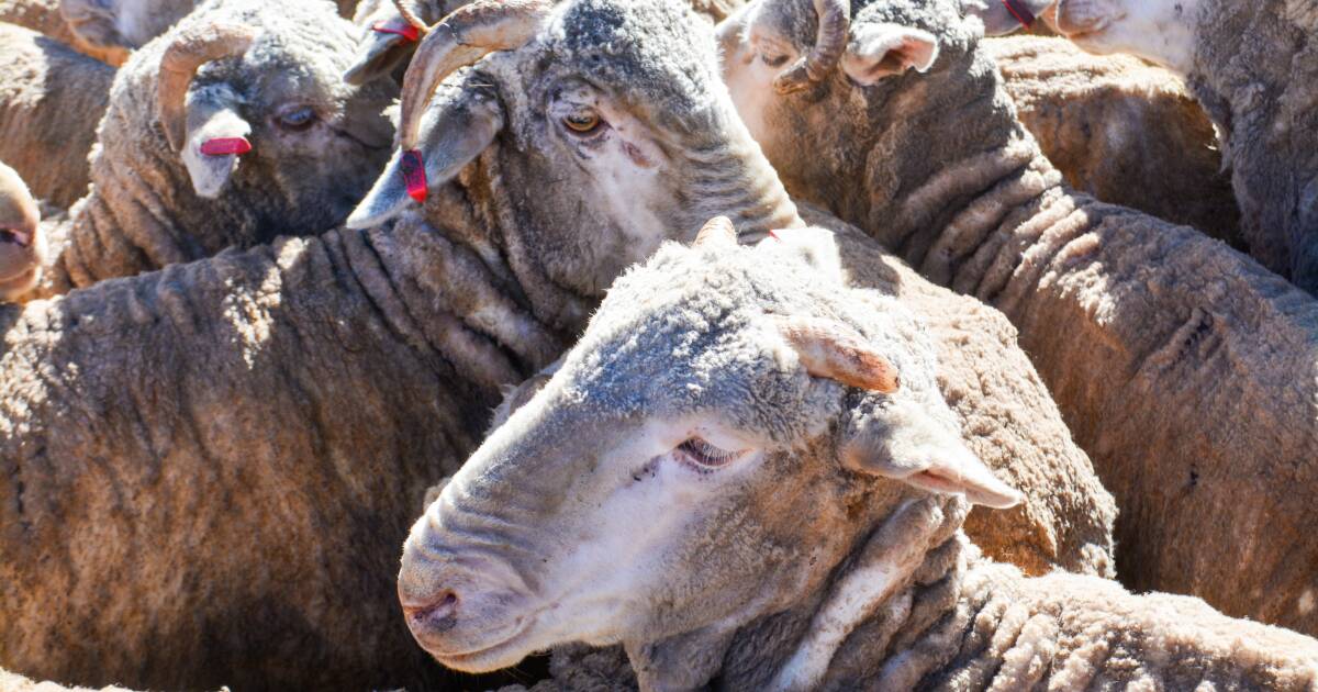 Test now: Sheep producers warned about spike in barber's pole worm