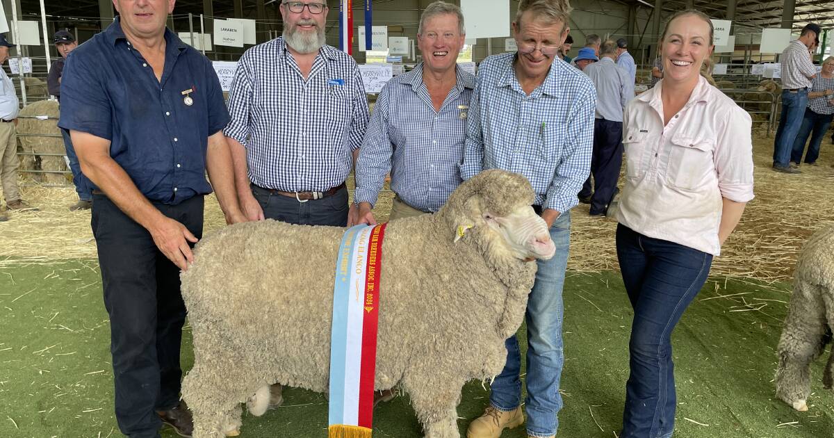 Bocoble's Poll Merino, the supreme champion at Armidale housed show