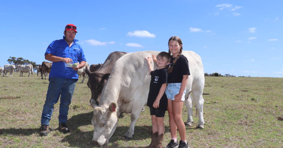 Murray Greys fit well in Great Southern