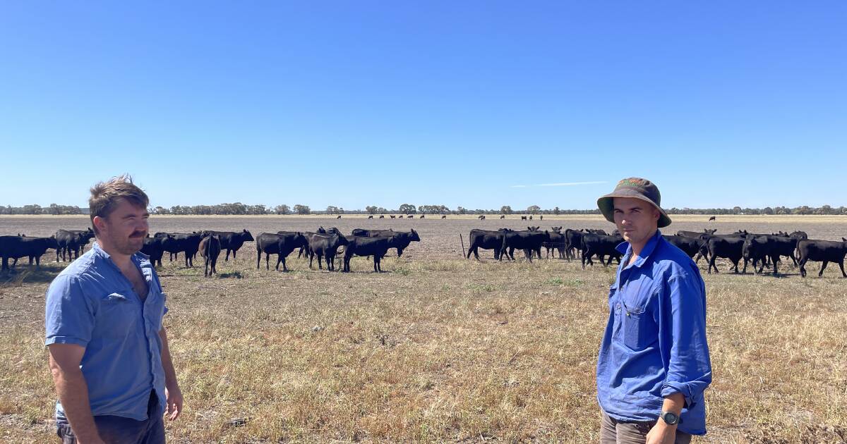 Family focus on annual Angus weaner sale