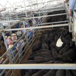 Incompetence or politics? Minister’s mishandling of live export debacle | Farm Weekly