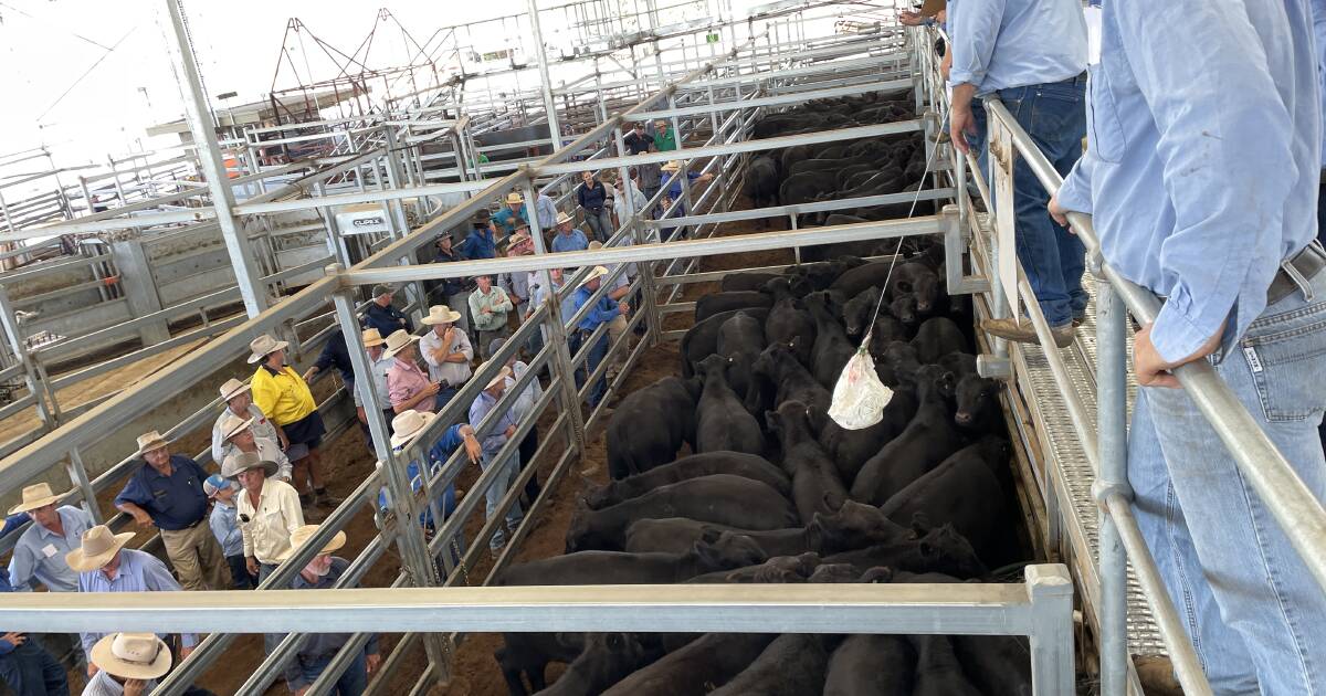 Inverell steers sell to 416c/kg with local restocker demand driven by rain