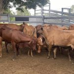 Rescue helicopter sent to help two people trampled by cattle in CQ