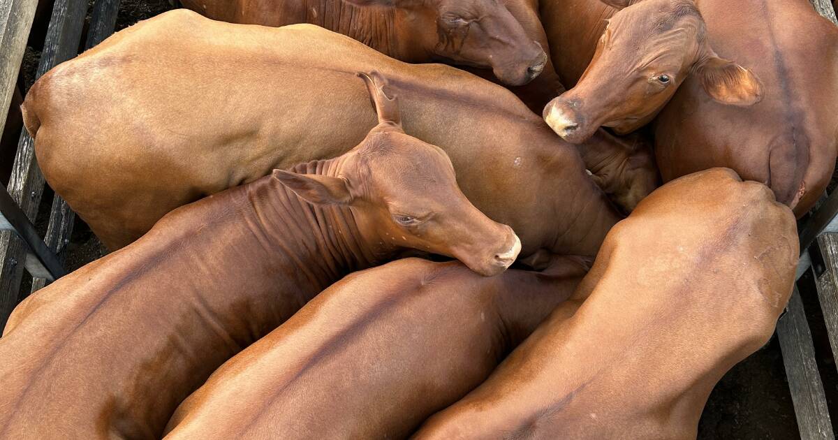 Toogoolawah store sale: Feeder steers and heifers in strong market | Queensland Country Life