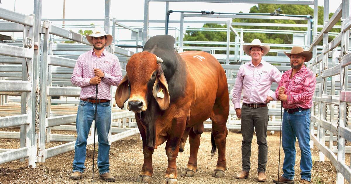 Brahman bull tops first day of February All Breeds