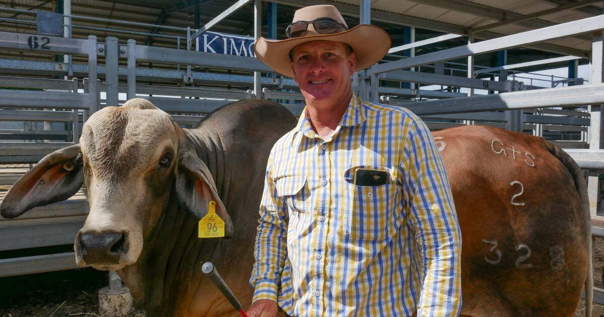 The Ridge Brahmans makes debuts at February All Breeds Sale