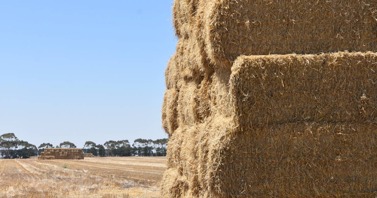 Paddock stored hay incurs rain damage after wet summer