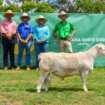 Solid demand at The Cliffs inaugural SheepMaster and Australian Whites sale