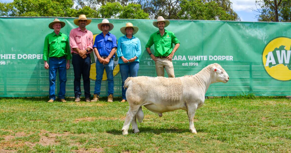 Return buyers underpin success at Annalara White and Ultra White Dorper sale