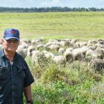 Bullocks quoted 20c/kg dearer at Charters Towers