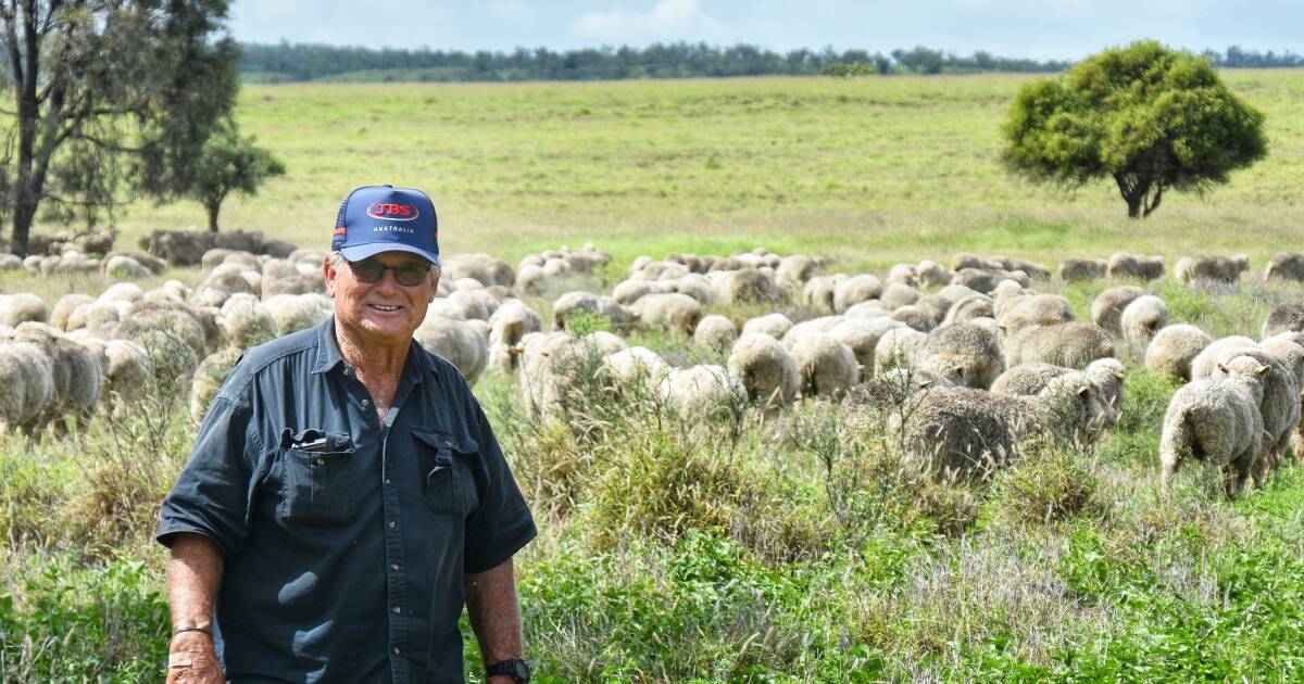 Springsure grazier defies odds with fine wool Merinos