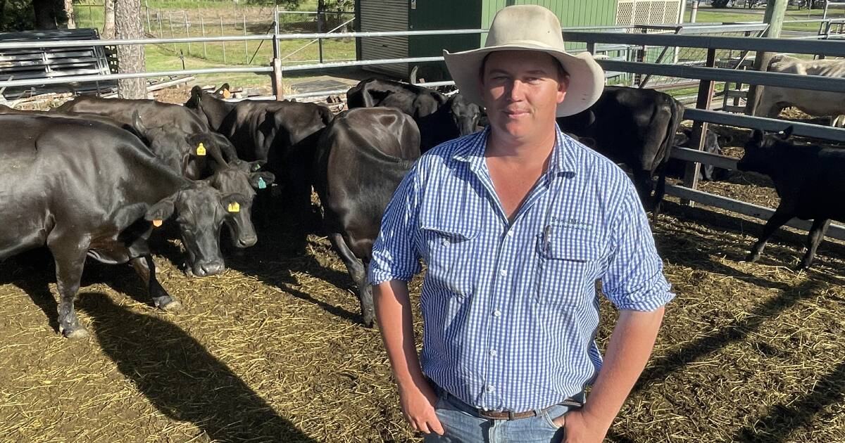 Grafton store cattle sell to firm market